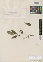 Isotype of Faramea stenocalyx Standl. [family RUBIACEAE]