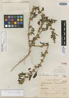 Holotype of Amaranthus parodii Standl. [family AMARANTHACEAE]