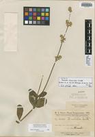 Isotype of Froelichia chacoensis Chodat [family AMARANTHACEAE]
