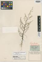 Type? of Artemisia scoparia Waldst. & Kit. [family ASTERACEAE]