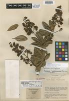 Isotype of Berberis cuatrecasasii L. A. Camargo [family BERBERIDACEAE]