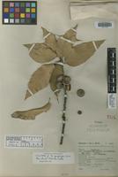 Isotype of Quercus apiophylla E. F. Warb. [family FAGACEAE]