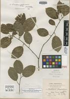 Isotype of Homalium racemosum Blake [family FLACOURTIACEAE]