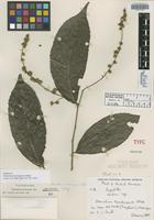 Isotype of Homalium nicaraguense Blake [family FLACOURTIACEAE]