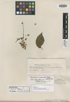 Isotype of Homalium columbianum Blake [family FLACOURTIACEAE]