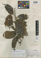 Isotype of Banisteriopsis krukoffii B. Gates [family MALPIGHIACEAE]