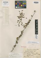 Isotype of Trichilia pungens Urb. [family MELIACEAE]