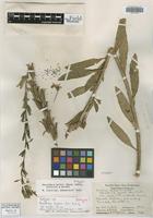 Isotype of Oenothera hookeri Munz [family ONAGRACEAE]