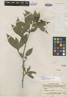 Isotype of Photinia euphlebia Merr. & Chun [family ROSACEAE]