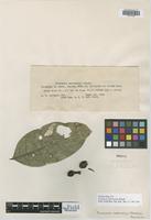 Isotype of Coussarea macrocalyx Standl. [family RUBIACEAE]
