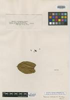 Isotype of Faramea cardiophylla Standl. [family RUBIACEAE]