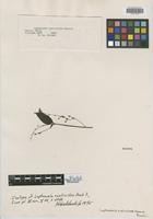 Isotype of Leptoscela ruellioides Hook. f. [family RUBIACEAE]