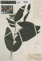 Type of Pavetta atra Merr. [family RUBIACEAE]