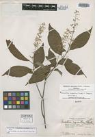 Holotype of Rondeletia myriantha Standl. & Steyerm. [family RUBIACEAE]