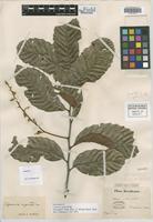 Isosyntype of Cupania rigida Radlk. [family SAPINDACEAE]