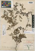 Holotype of Serjania adiantoides Radlk. [family SAPINDACEAE]