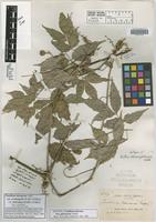 Isotype of Paullinia boliviana Radlk. f. glabrescens Radlk. [family SAPINDACEAE]