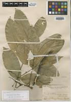 Syntype of Rhysotoechia striata Radlk. [family SAPINDACEAE]