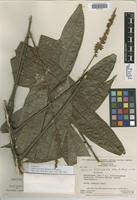 Isotype of Talisia tiricensis Steyerm. & Maguire [family SAPINDACEAE]
