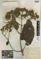 Isotype of Gynoxys chagalensis Hieron. [family ASTERACEAE]