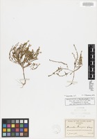 Isotype of Phacelia pringlei A. Gray [family HYDROPHYLLACEAE]