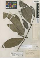Isotype of Faramea lehmannii Standl. [family RUBIACEAE]