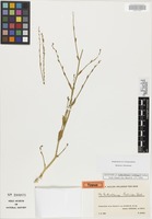 Syntype of Anthochlamys rechingeri Aellen [family AMARANTHACEAE]