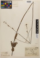 Isotype of Hyptis macrantha A. St.-Hil. ex Benth. [family LAMIACEAE]