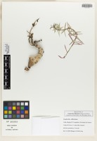 Holotype of Euphorbia dilloniana Haager & \x{0160}edivá [family EUPHORBIACEAE]