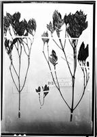 Type of Faramea dichotoma K. Schum. ex Glaz. [family RUBIACEAE]