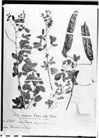 Type of Cassia augusti Harms [family FABACEAE]