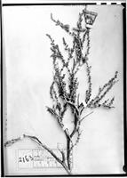 Type of Adesmia atacamensis Phil. [family FABACEAE]