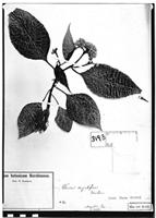 Type of Celosia corymbifera Didr. [family AMARANTHACEAE]