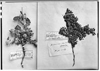 Type of Guilleminea densa (Willd.) Moq. [family AMARANTHACEAE]
