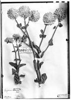 Type of Gomphrena schlechtendaliana Mart. [family AMARANTHACEAE]