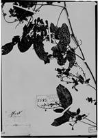 Type of Serjania subimpunctata Radlk. [family SAPINDACEAE]