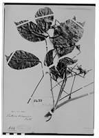 Type of Paullinia tricornis Radlk. [family SAPINDACEAE]