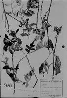 Type of Athyana weinmannifolia Radlk. [family SAPINDACEAE]