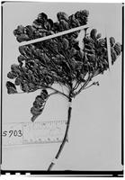Type of Matayba punctata Radlk. [family SAPINDACEAE]