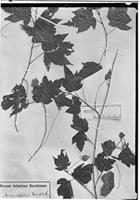 Type of Abutilon inflatum Garcke & K. Schum. [family MALVACEAE]