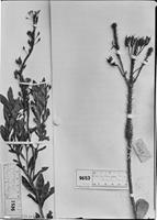 Type of Luxemburgia schwackeana Taub. [family OCHNACEAE]