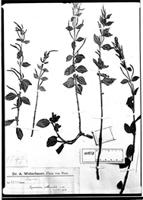 Type of Peperomia villicaulis C. DC. [family PIPERACEAE]