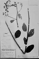 Type of Senecio caracasanus Klatt [family ASTERACEAE]