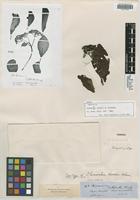 Isolectotype of Chimarrhis hookeri K. Schum. [family RUBIACEAE]