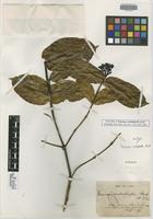 Isotype of Faramea cardiophylla Standl. [family RUBIACEAE]