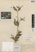 Isotype of Pfaffia glabratoides Suess. [family AMARANTHACEAE]