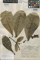 Isotype of Clusia polystigma Little [family CLUSIACEAE]