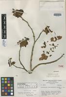 Isotype of Pedilanthus coalcomanensis Croizat [family EUPHORBIACEAE]