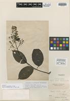 Isotype of Banisteria eglandulosa DC. [family MALPIGHIACEAE]
