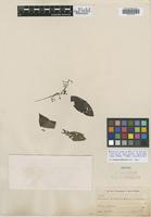 Isotype of Bertiera procumbens K. Schum. & K. Krause [family RUBIACEAE]